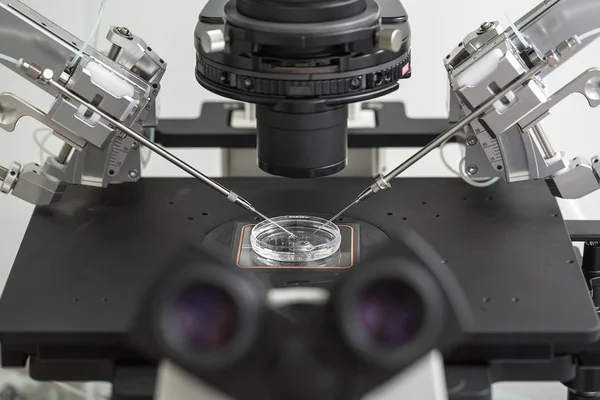 Laboratory fertilization in IVF microscope — Stock Photo, Image