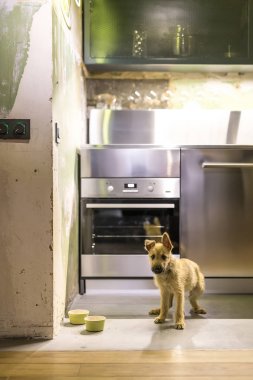 Çatı katı tarzında mutfakta köpek yavrusu
