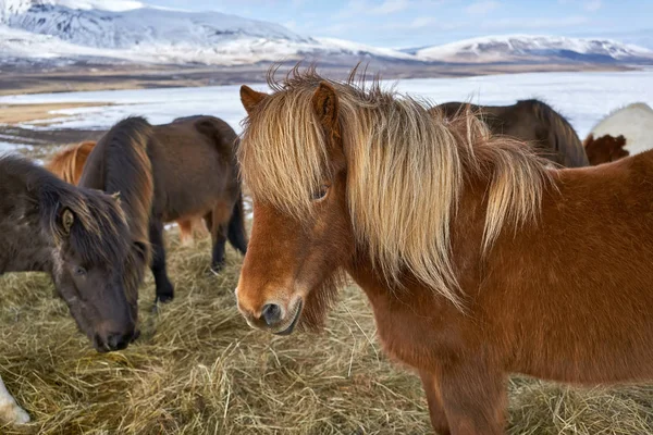 Caballos islandeses en el campo — Foto de Stock