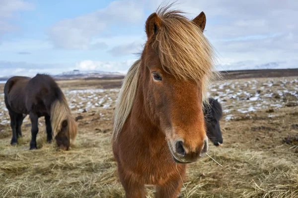 フィールドのアイスランドの馬 — ストック写真