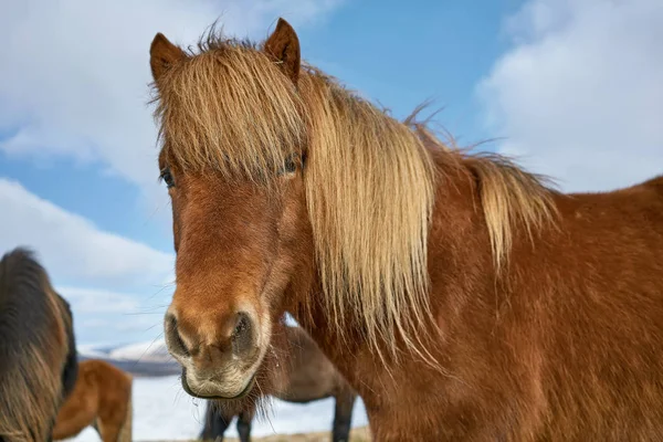 IJslandse paarden op veld — Stockfoto