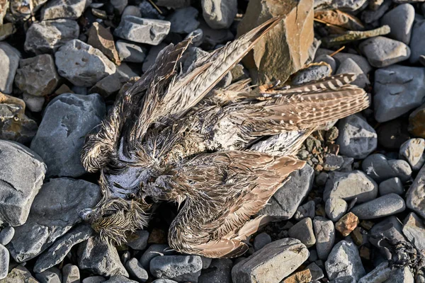 Pájaro muerto en piedras — Foto de Stock