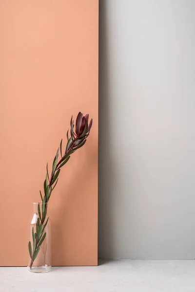 Fiore in vaso di vetro — Foto Stock