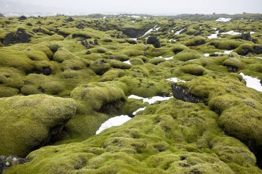 Moss alanının İzlanda manzara