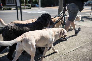Adam açık havada köpekleri ile