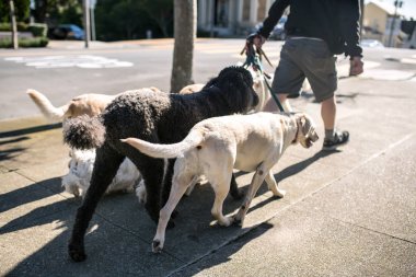 Adam açık havada köpekleri ile