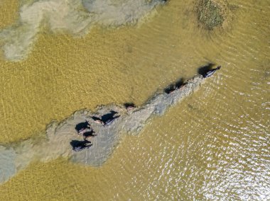 Su bufalo, üstten görünüm