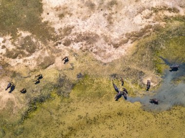 Su bufalo, üstten görünüm