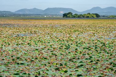 Birçok nilüferler su yüzeyi