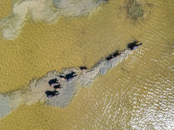 Su bufalo, üstten görünüm