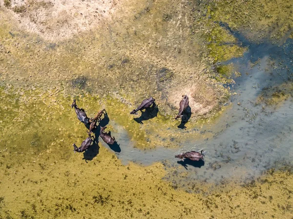Vista superior em búfalos de água — Fotografia de Stock
