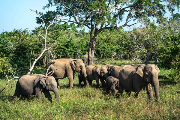 Group of elephants in wild — Stock Photo, Image