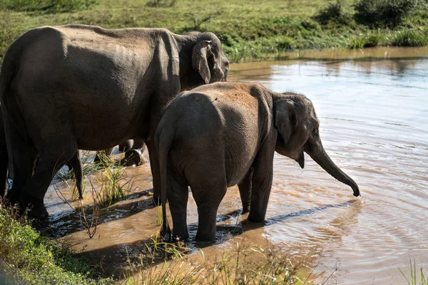 Elephants on watering place — Stock Photo, Image