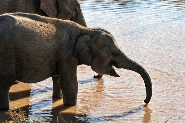 Слони на місці поливу — стокове фото