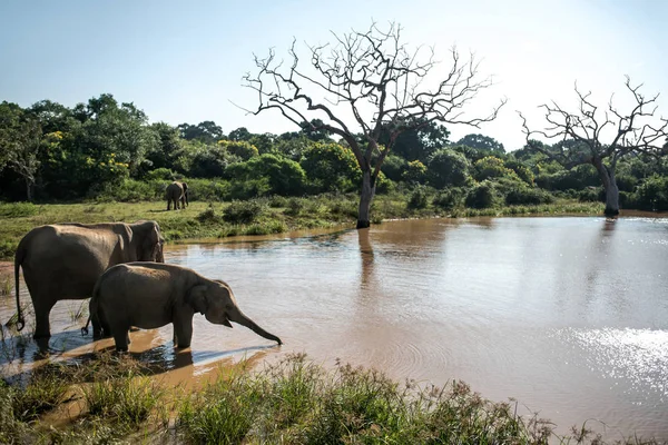 Elephants on watering place — Stock Photo, Image