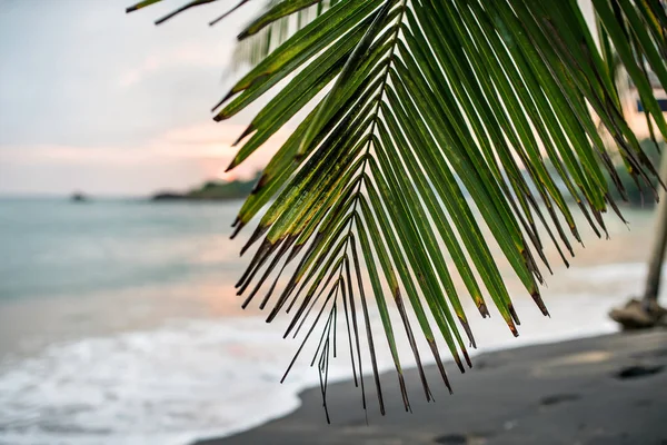 Branch of palm tree on beach — Stock Photo, Image