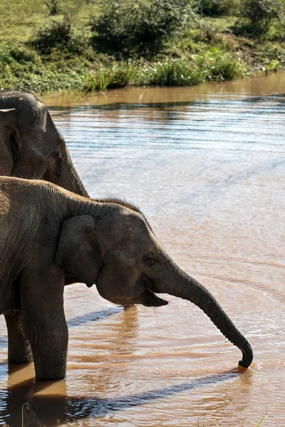 Слони на місці поливу — стокове фото