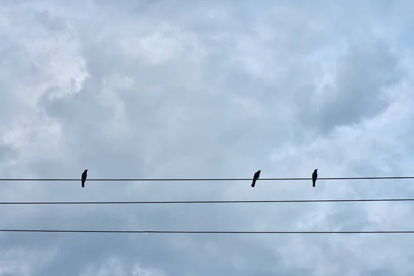 Pássaros negros sentados no cabo elétrico — Fotografia de Stock