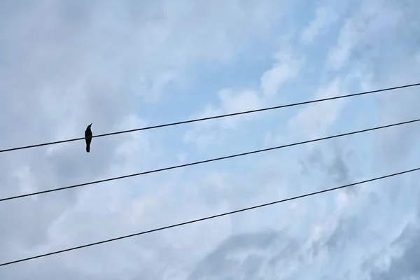 Černý pták sedící na elektrický kabel — Stock fotografie