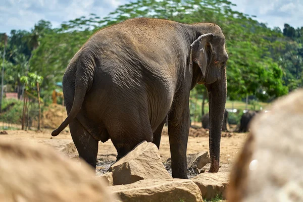 Asian elephant in national park — Stock Photo, Image