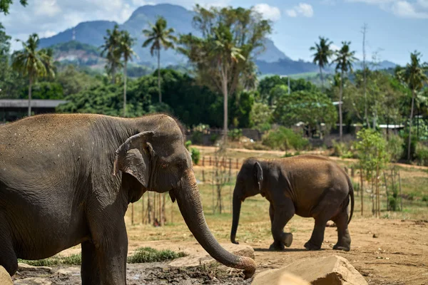 Слони в національному парку — стокове фото
