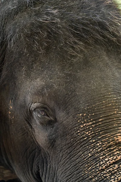 Face of asian elephant