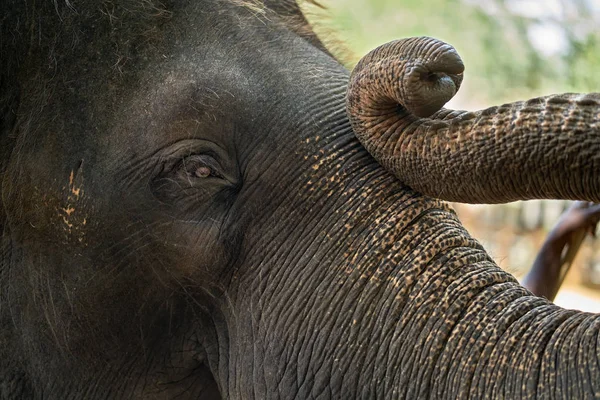 Face of asian elephant — Stock Photo, Image