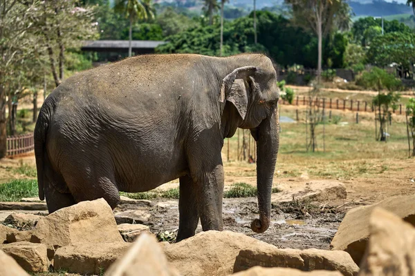 Asian elephant in national park — Stock Photo, Image