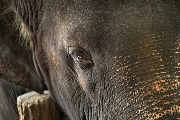 Face of asian elephant — Stock Photo, Image