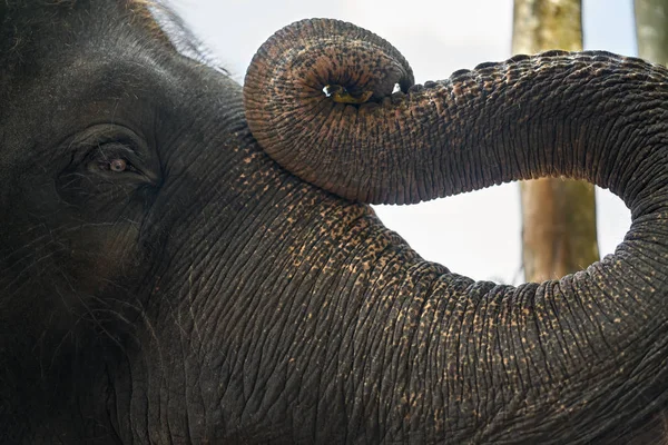 Trunk and face of asian elephant — Stock Photo, Image