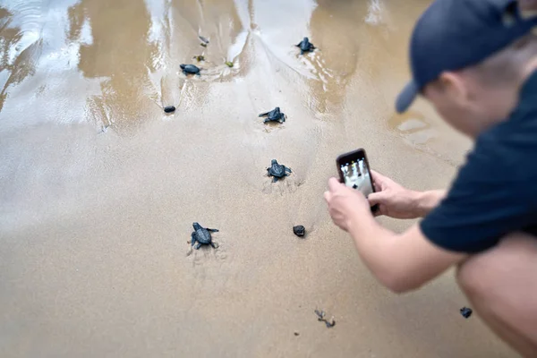 Groep van kleine zeeschildpadden worden uitgevoerd naar de zee op de zand b — Stockfoto
