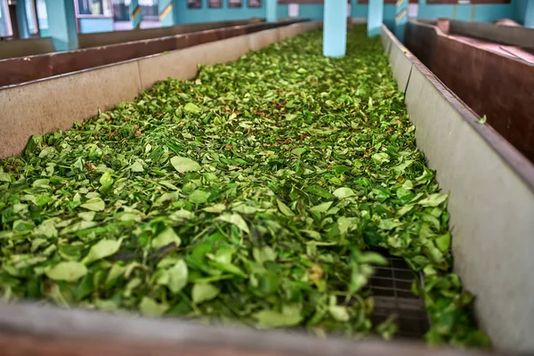 Feuilles de thé vert séchant en usine — Photo