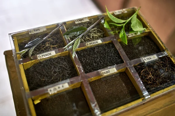 不同的茶叶种类 — 图库照片