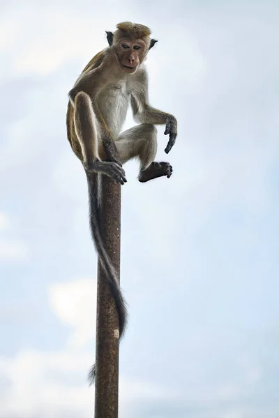 Macaca μαϊμού σε εξωτερικούς χώρους — Φωτογραφία Αρχείου