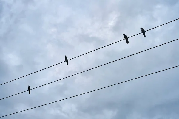 Pássaros negros sentados no cabo elétrico — Fotografia de Stock