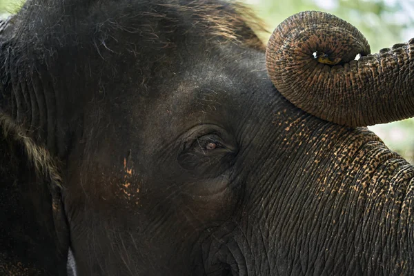 Face of asian elephant — Stock Photo, Image