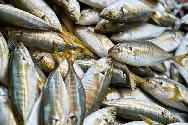 Peixes frescos no mercado — Fotografia de Stock