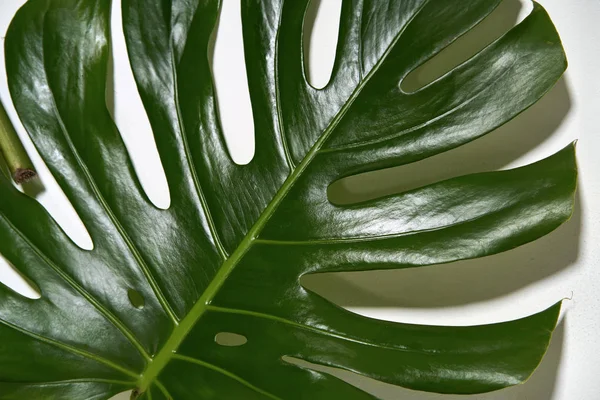Monstera green leaf — Stock Photo, Image