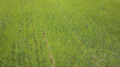 Çim sahada sallanan