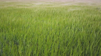 Çim sahada sallanan