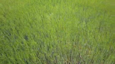 Çim sahada sallanan