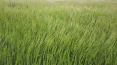 Çim sahada sallanan