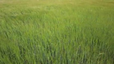 Çim sahada sallanan