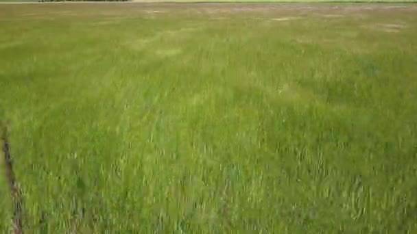 Balancer l'herbe sur le terrain 