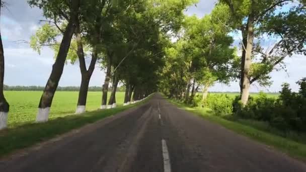 Carretera rural entre árboles — Vídeos de Stock