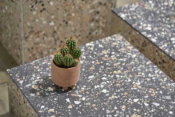 Vista da vicino a piccolo cactus in vaso — Foto Stock
