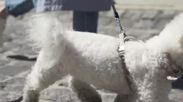 Mädchen geht während der Pandemie von COVID-19 mit Hund im Freien spazieren — Stockvideo