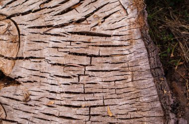 Kesilmiş ağaç gövdesinin ahşap dokusu