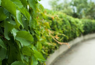 yaprak doku ve arka plan