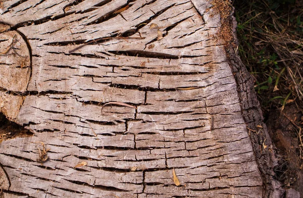 Kesilmiş ağaç gövdesinin ahşap dokusu